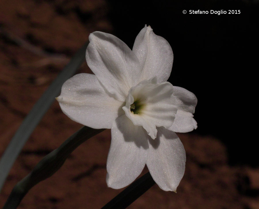 Narcissus rupicola watieri